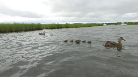 Ducks &amp; Ducklings Playing In Lake Video stock 104838689