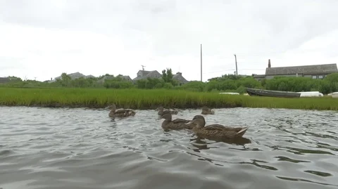 Ducks &amp; Ducklings Playing In Lake Stock Footage 104838698