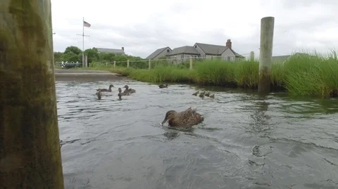 Ducks &amp; Ducklings Playing In Lake Stock Footage 104838699