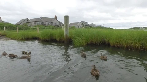 Ducks &amp; Ducklings Playing In Lake Video stock 104838700
