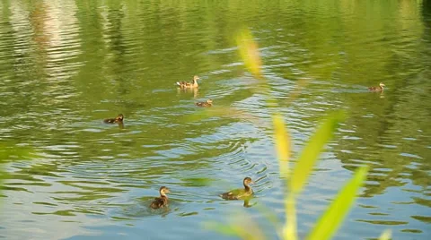 Ducks with ducklings at river Stock Footage 39858553