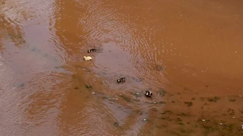 Ducks with ducklings in the river Stock Footage 266984415