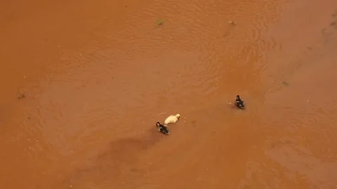Ducks with ducklings in the river Stock Footage 266984539
