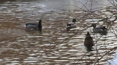 DUCKS Dunk Head SAME TIME Stock Footage 1183175