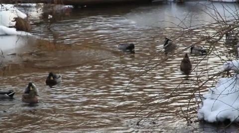DUCKS DUNK HEAD in SYNC Video stock 1183174