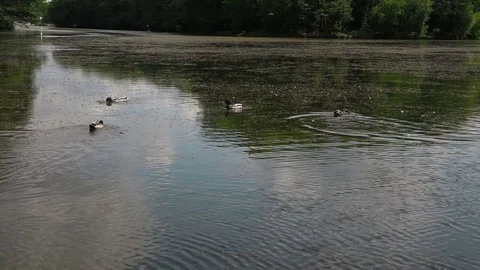 Ducks eat bread floating on a muddy lake,tripod Stock Footage 76126685