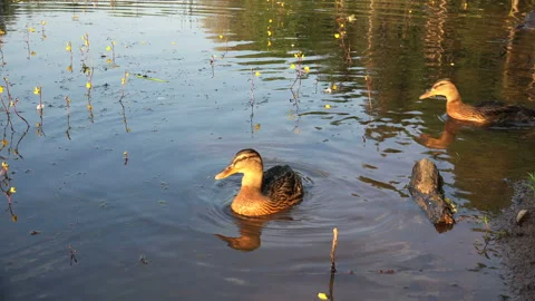 Ducks eat bread thrown from a human hand Stock Footage 99550664
