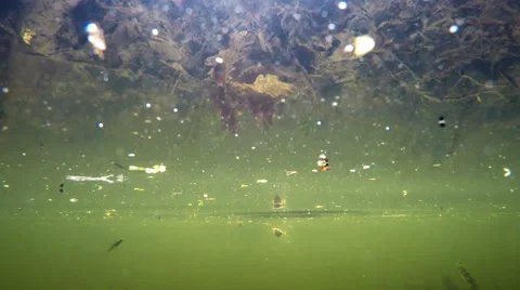 Ducks eat bread in water, shooting from under water, paws of birds are visible Video stock 62743473