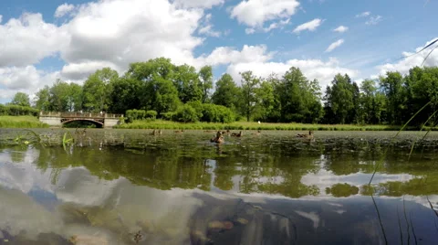Ducks eat bread in water, shooting from water surface level Video stock 62811832