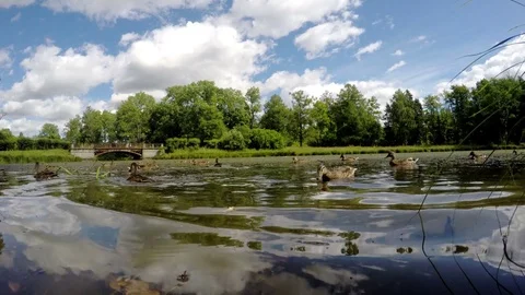 Ducks eat bread in water, shooting from water surface level Video stock 71016838