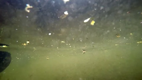 Ducks eat bread in water, shooting from under water, paws of birds are visible Video stock 71016947