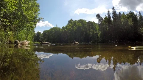 Ducks eat bread in water, shooting from water surface level Stock-Footage 71023481