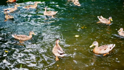 Ducks eat bread while floating in a pond. Hungry ducks in the lake. Stock Footage 115508055