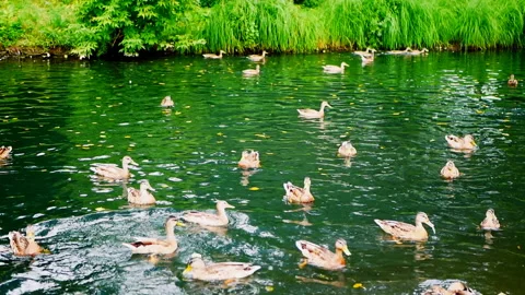 Ducks eat bread while floating in a pond. Hungry ducks in the lake. Stock Footage 115508279
