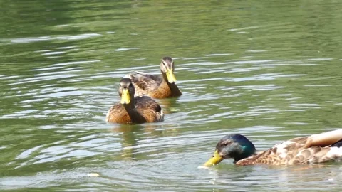 Ducks eat bread while swimming in a pond Stock Footage 135420657