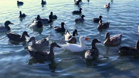 Ducks eat Video stock 87550200