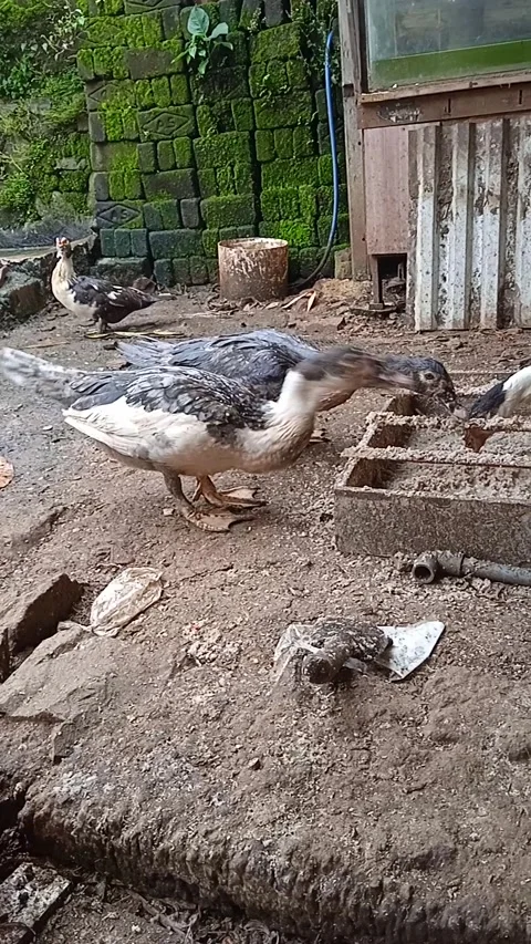 Ducks eat Stock Footage 267344404