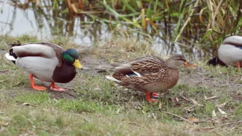 Ducks eat grass Video stock 148211222