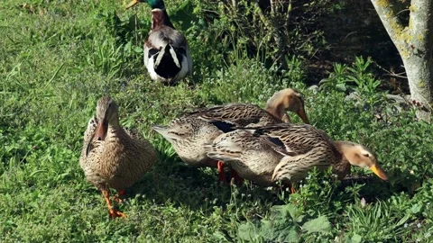 Ducks eat grass Stock Footage 236722446