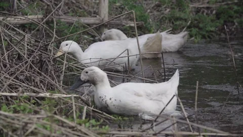 Ducks eat grass on the pond Stock Footage 145770573