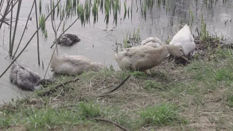Ducks eat grass on the pond Stock Footage 145770633