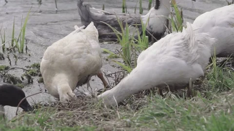 Ducks eat grass on the pond Video stock 145770679