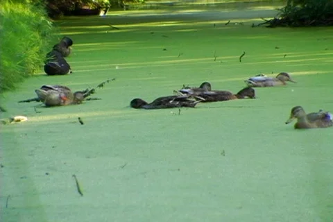 Ducks eating algae 01 Stock Footage 491399