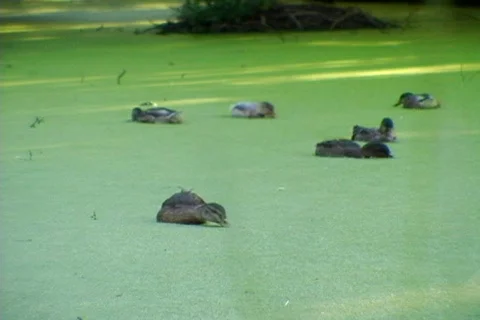 Ducks eating algae 02 Stock Footage 491401