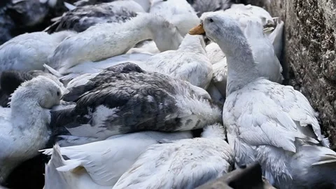 Ducks eating in a barn, gathered together in a cozy corner. Stock Footage 335389634