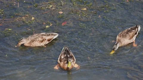 Ducks eating from the bottom of the river Stock Footage 152932516