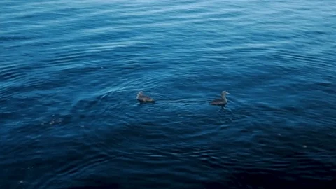 Ducks eating bread bites in Oslo, Norway. Stock Footage 93656455