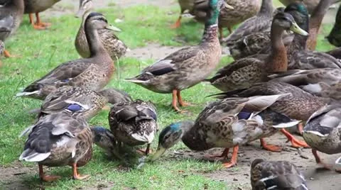 Ducks Eating close up + Sound Stock Footage 8966501