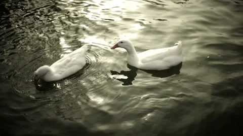 Ducks eating contrast Stock Footage 1076282