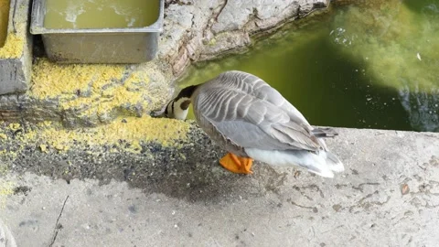 Ducks Eating Feed Coarse Grain Duck Breeding Stock Footage 197920617