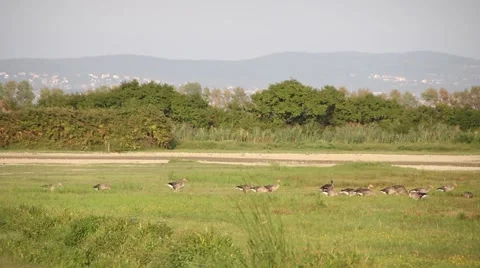 Ducks eating in the field Stock Footage 47990114