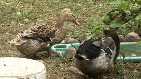 Ducks eating Stock-Footage 845772