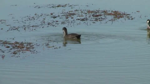 Ducks eating Stock Footage 8693558
