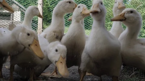 Ducks eating Stock Footage 77777533