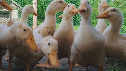 Ducks eating Stock Footage 77778616
