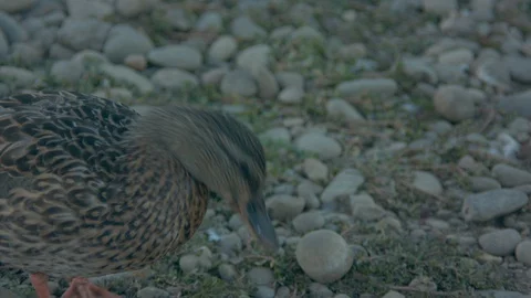 Ducks Eating Stock Footage 90149693