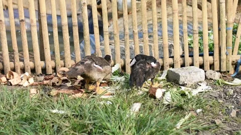 Ducks eating Stock Footage 243274010