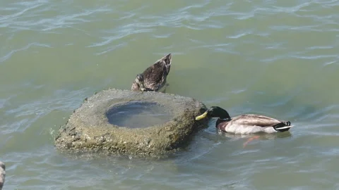 Ducks eating green moss off a stone in Benecia California Waterfront Stock Footage 154006919