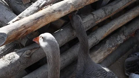 Ducks Eating Insects Among Dry Wood Logs in Close Up Stock Footage 327453432