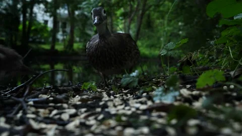 Ducks eating at a lake Stock Footage 134091816