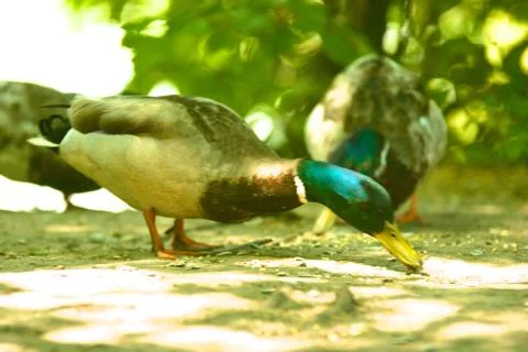 Ducks eating Stock Photos