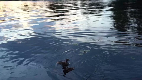 Ducks eating in the river at sunset 4K Stock Footage 92632748