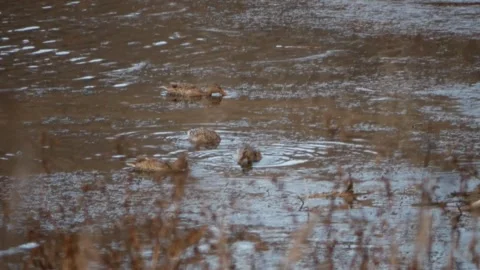 Ducks Eating in Water Stock Footage 240645533