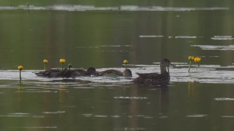 Ducks eats among the yellow water-lily Stock Footage 281656323
