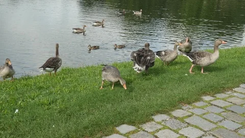 Ducks on the edge of a lake in Munich Stock Footage 114629828