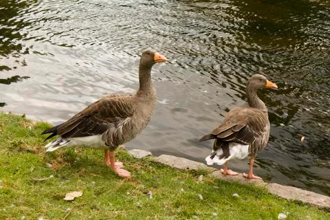 Ducks at edge of lake Stock Photos